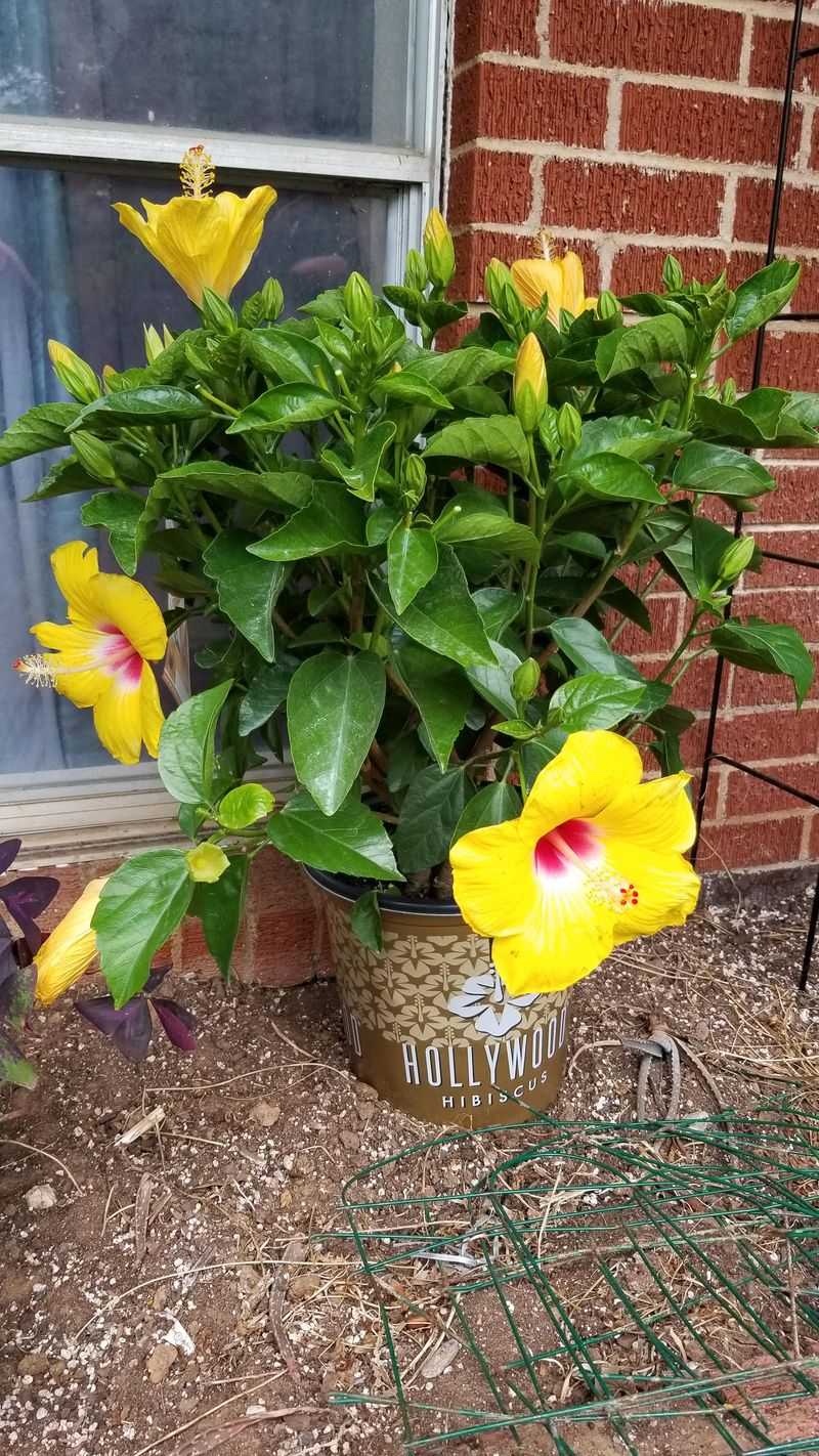 Move Potted Hibiscus Out Of Afternoon Blast Move Potted Hibiscus Out Of Afternoon Blast