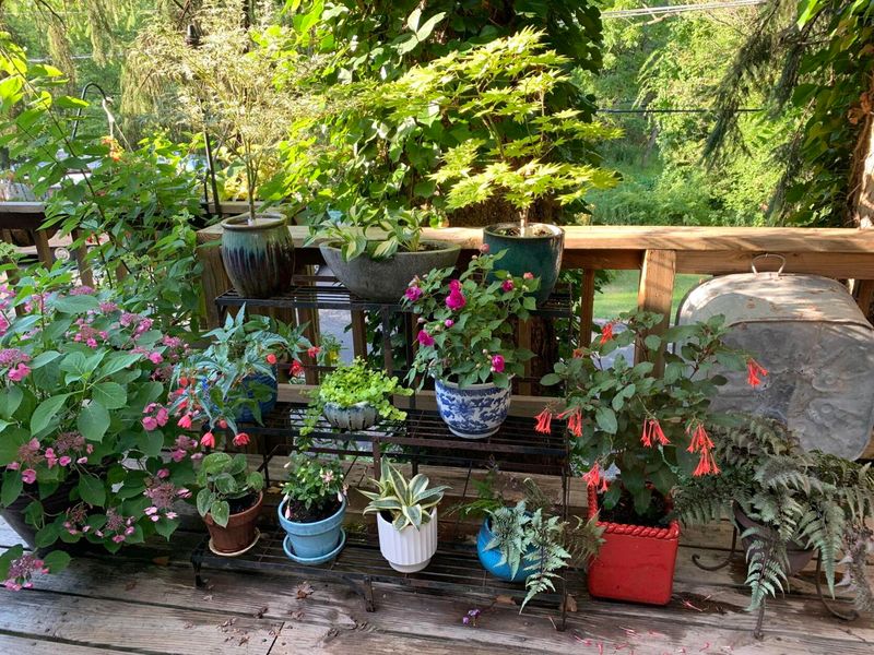 Move Potted Plants Into Temporary Shade