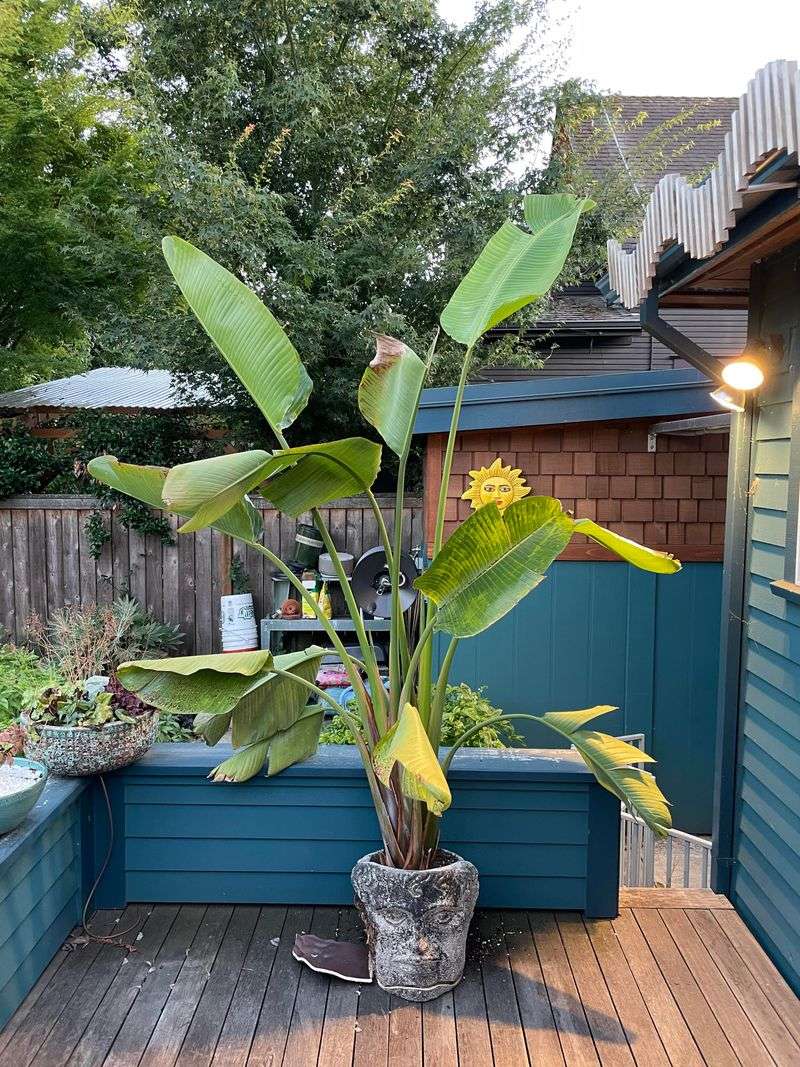 Move Potted Plants Out Of Afternoon Blast