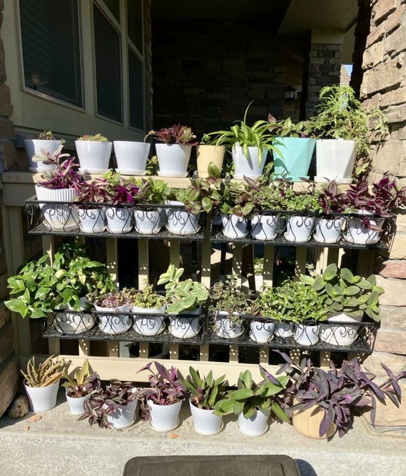 Move Potted Plants Out Of Harsh Afternoon Sun