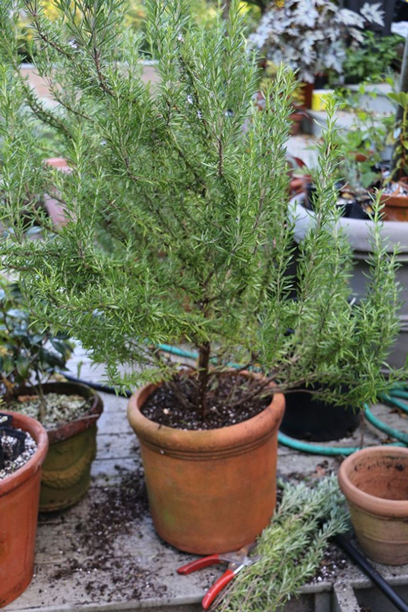 Move Potted Rosemary Before The Rain Sets In Move Potted Rosemary Before The Rain Sets In