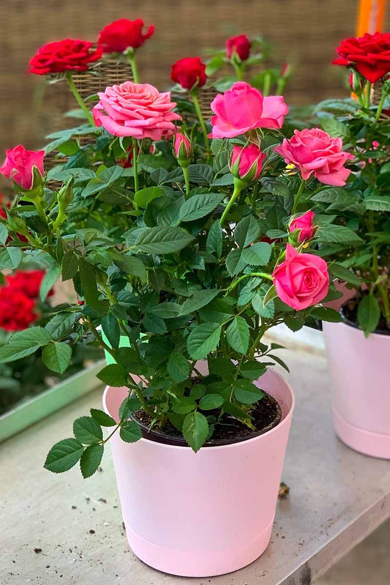Move Potted Roses Out Of Harsh Afternoon Heat