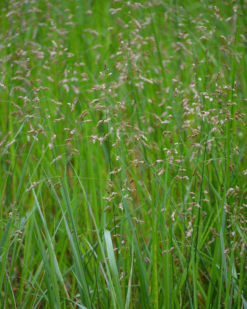 Move Shade Makers Before The Grasses Stretch Move Shade Makers Before The Grasses Stretch