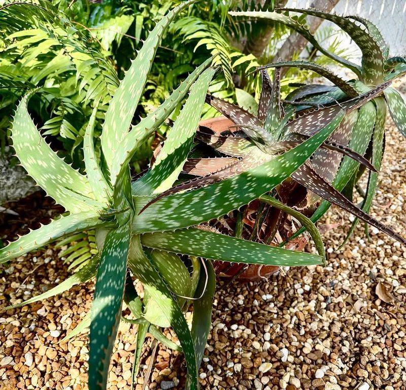 Move Stressed Plants Out Of Harsh Afternoon Sun Move Stressed Plants Out Of Harsh Afternoon Sun