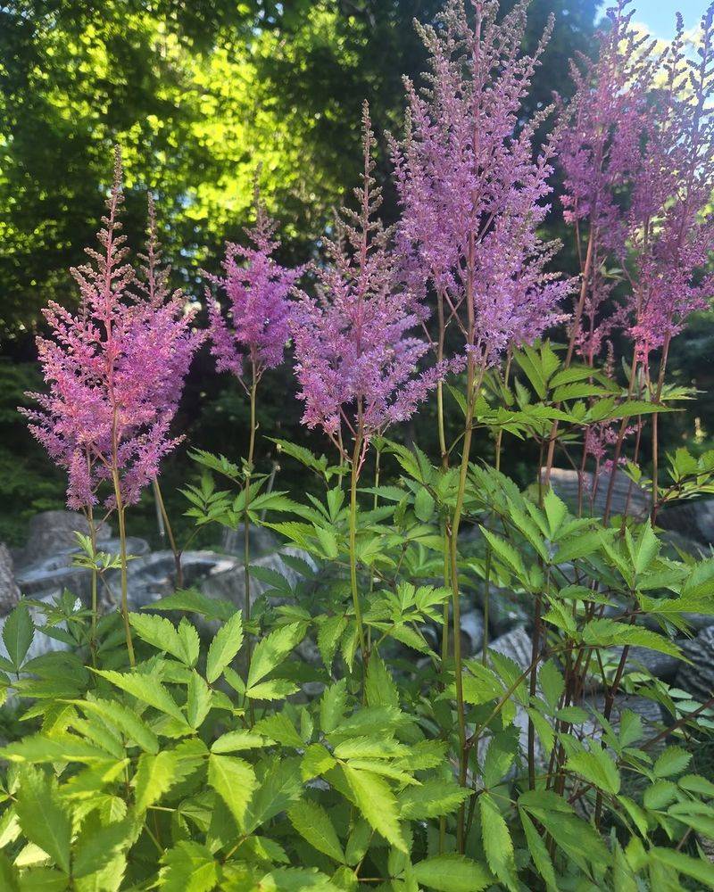 Move Struggling Astilbe Later If The Spot Is Too Dry