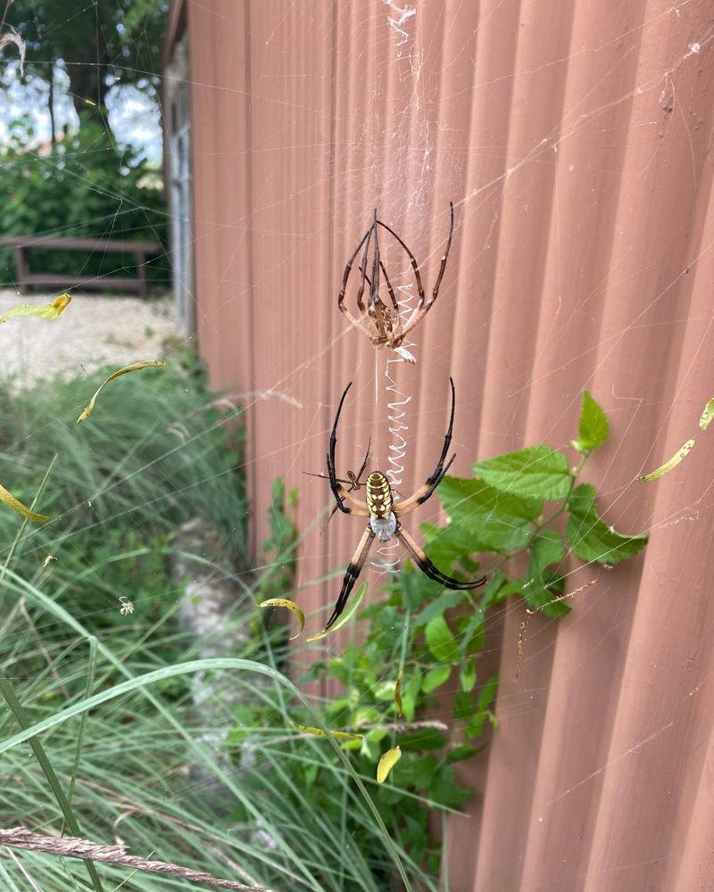 Move The Web Only If It Blocks A Walkway