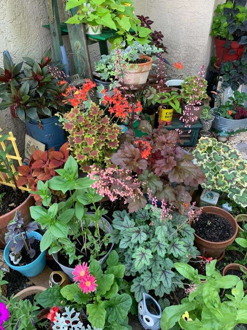 Move Vulnerable Containers Into Afternoon Shade Move Vulnerable Containers Into Afternoon Shade