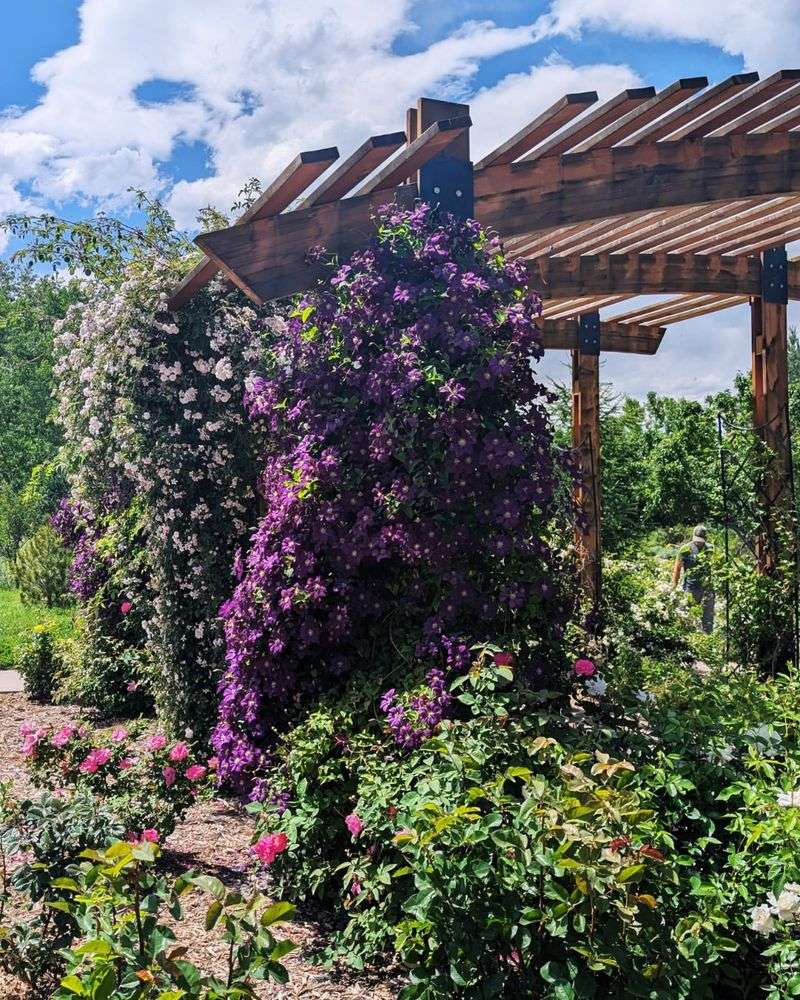 Move Your Clematis Out Of Harsh Afternoon Sun Move Your Clematis Out Of Harsh Afternoon Sun