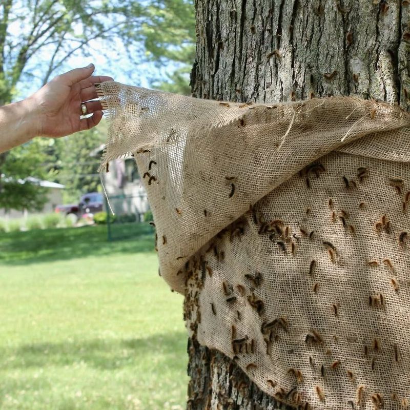 Moving Firewood Can Spread Tree Pests Into New Areas