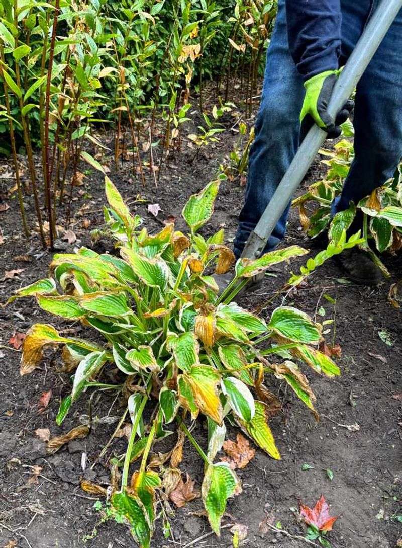 Moving Hostas May Be Better Than Fighting The Site