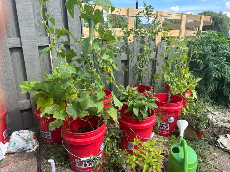Moving Potted Plants Out Of Harsh Afternoon Sun Moving Potted Plants Out Of Harsh Afternoon Sun