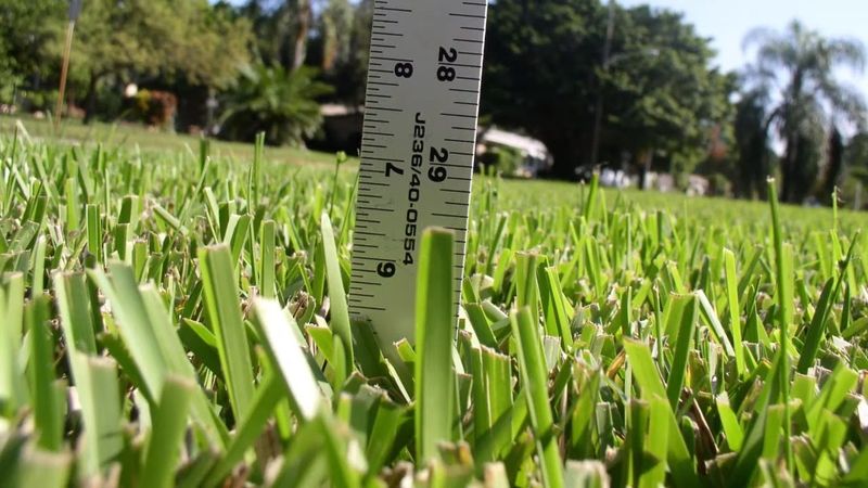 Mow Higher So St. Augustine Recovers Cleanly
