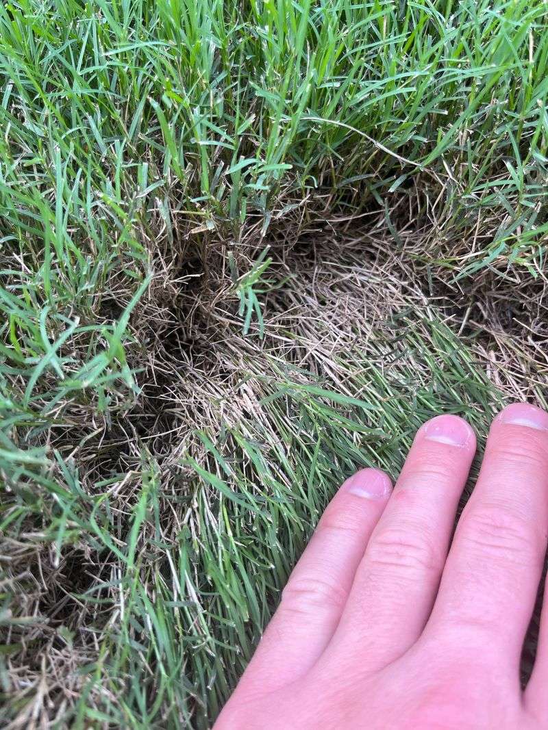 Mow Low Before Topdressing Mow Low Before Topdressing