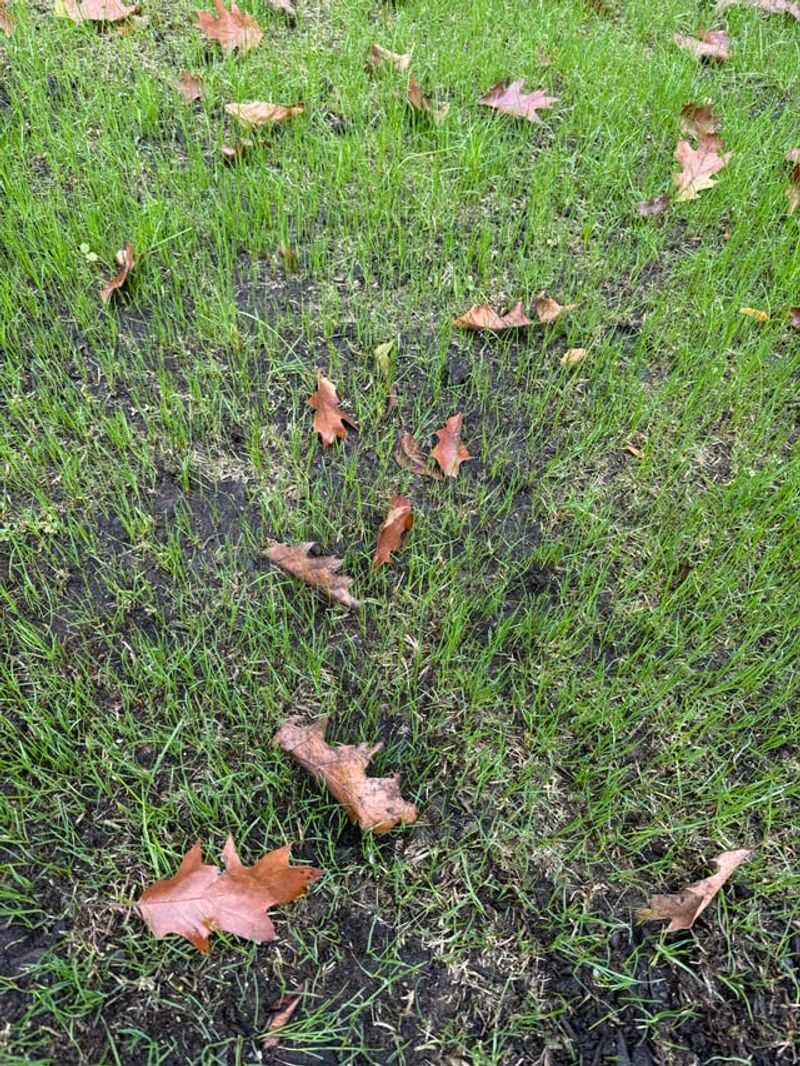 Mow Low Enough To Help Seed Reach The Ground Mow Low Enough To Help Seed Reach The Ground