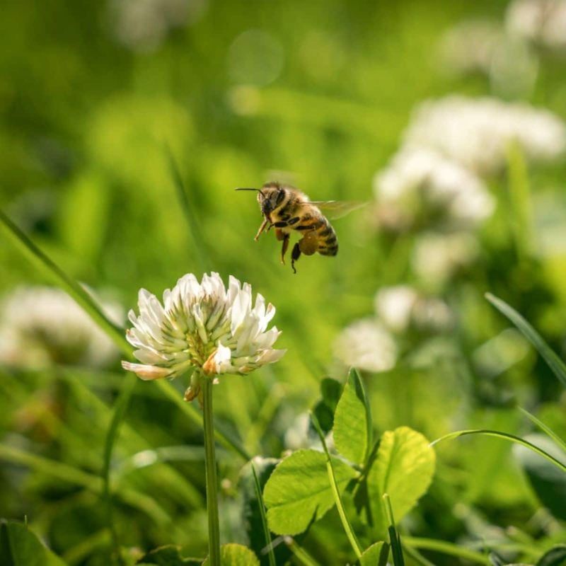 Mowing Clover And Native Lawn Flowers Too Often Mowing Clover And Native Lawn Flowers Too Often