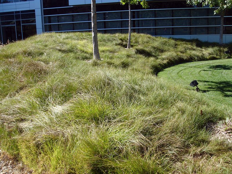 Mowing Is Optional, Not Constant Mowing Is Optional, Not Constant