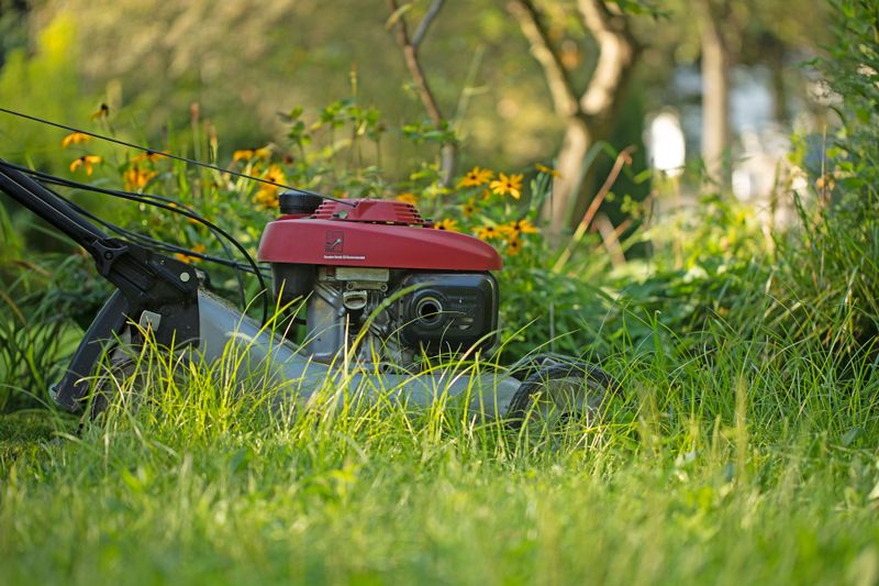 Mowing Less Often Protects Firefly Habitat Mowing Less Often Protects Firefly Habitat