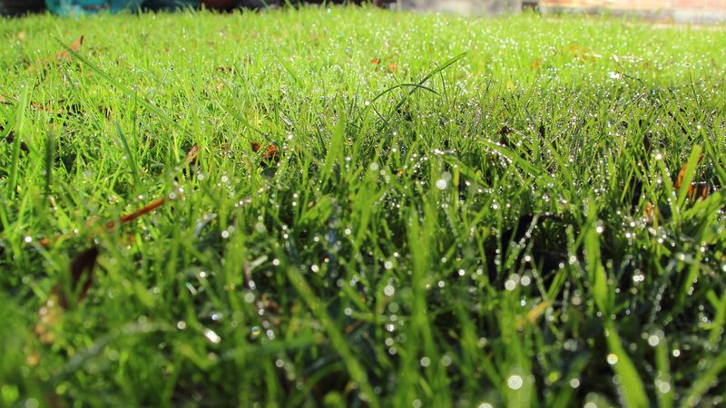 Mowing When Grass Is Wet Mowing When Grass Is Wet