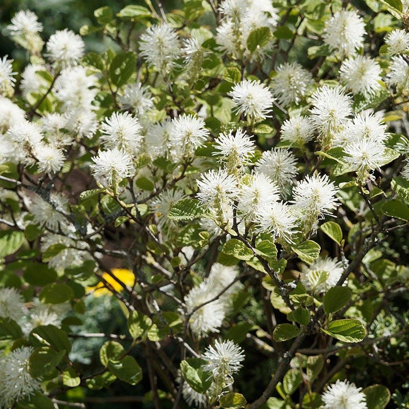 Mt. Airy Fothergilla Adds Bigger Seasonal Interest