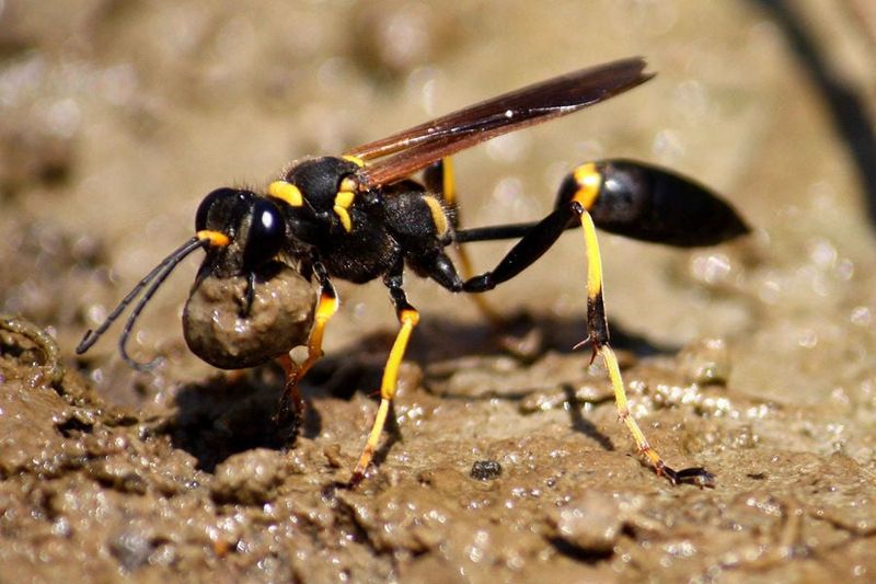 Mud Daubers Are Building Nursery Nests