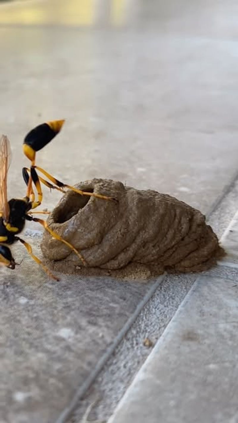 Mud Daubers Are Usually Not A Garden Emergency Mud Daubers Are Usually Not A Garden Emergency