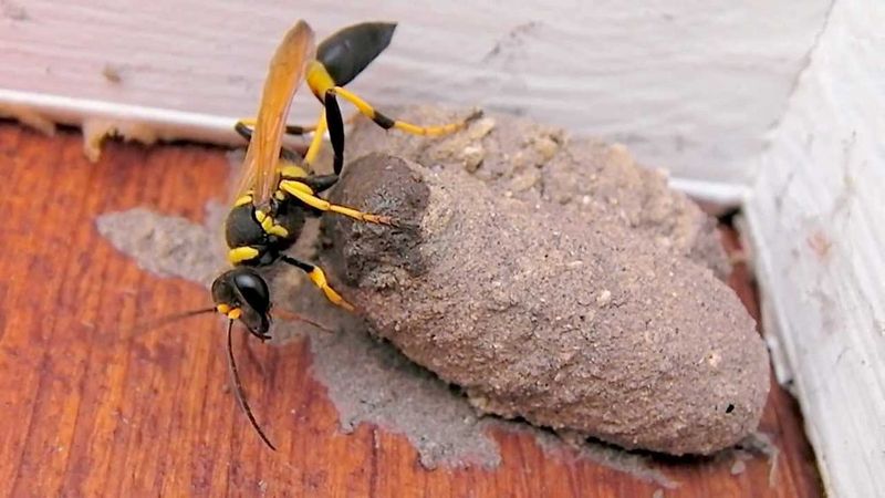 Mud Daubers May Be Using Protected Corners