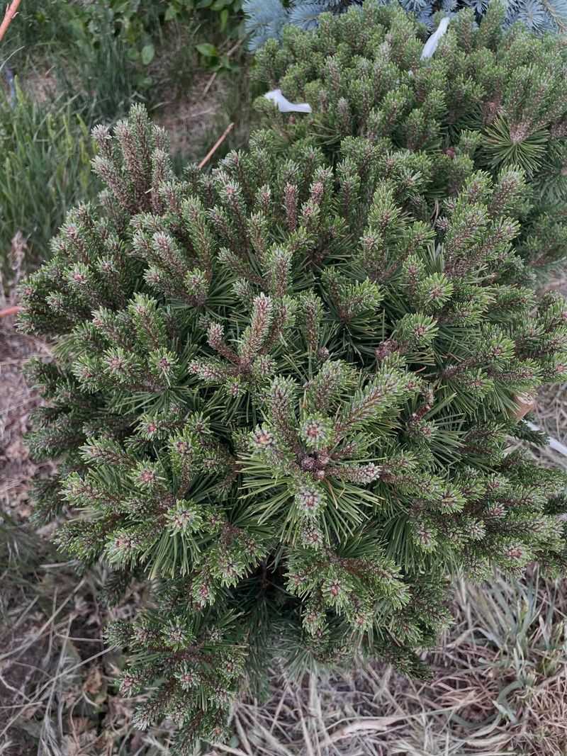 Mugo Pine Mugo Pine