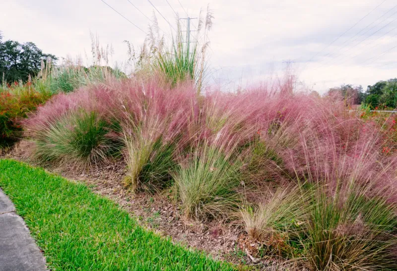 Muhly Grass Adds Movement Where Grass Looks Flat Muhly Grass Adds Movement Where Grass Looks Flat