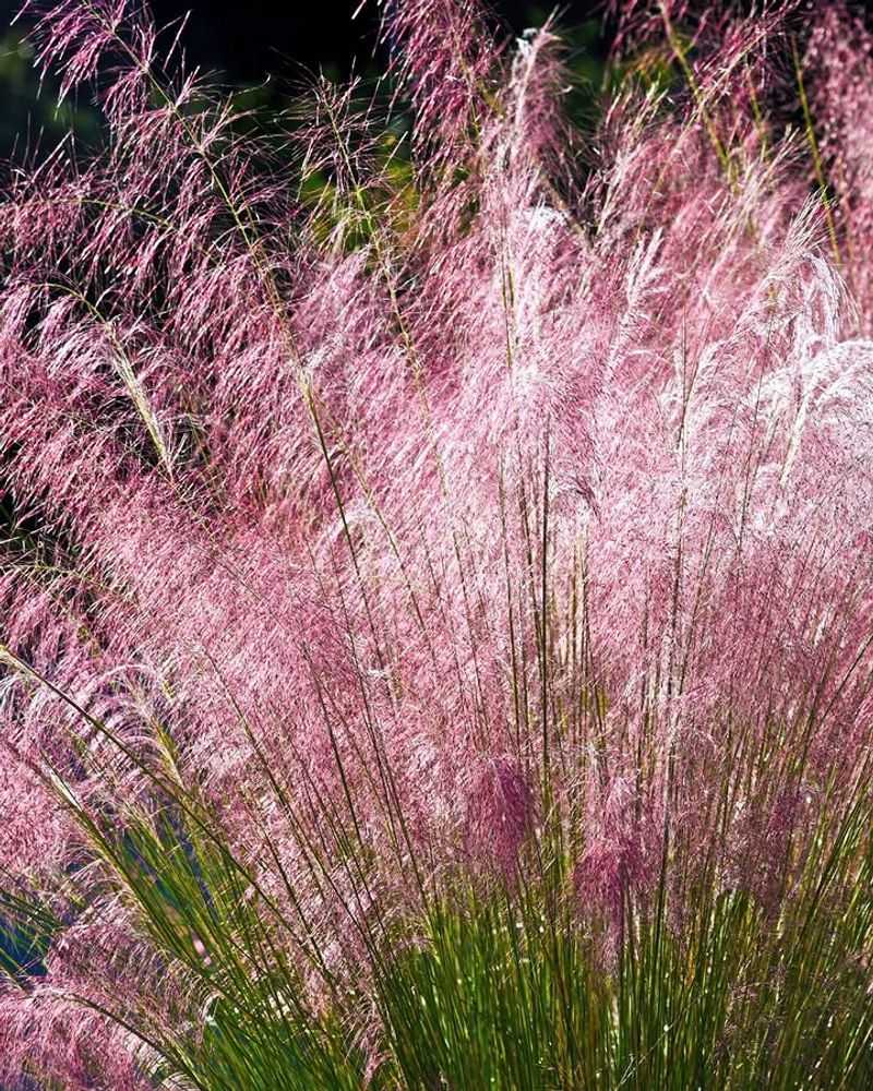 Muhly Grass Bounces Back From Wind And Rain