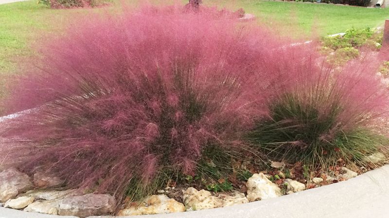 Muhly Grass Builds Texture Before Its Fall Show