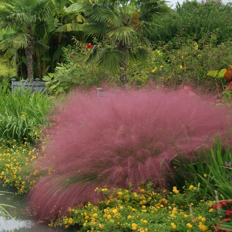 Muhly Grass Creates Open Cover For Buntings And Firefly Edges