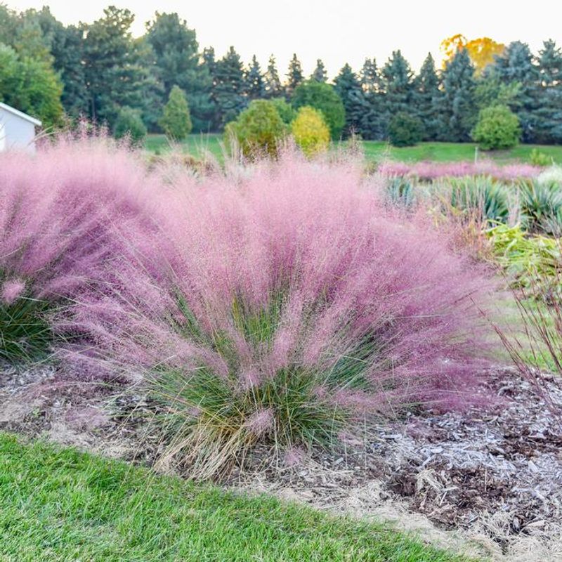 Muhly Grass Keeps Hunting Edges Open And Visible Muhly Grass Keeps Hunting Edges Open And Visible