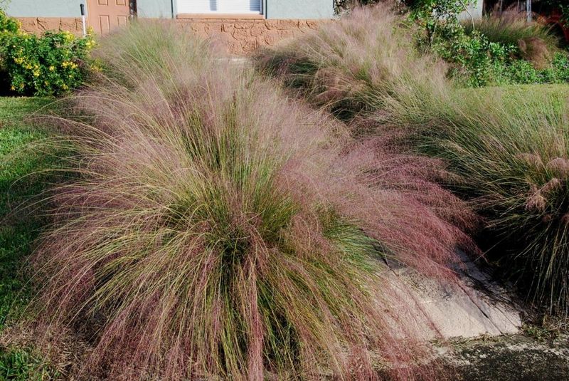 Muhly Grass Keeps Open Edges Visible For Hunting Muhly Grass Keeps Open Edges Visible For Hunting