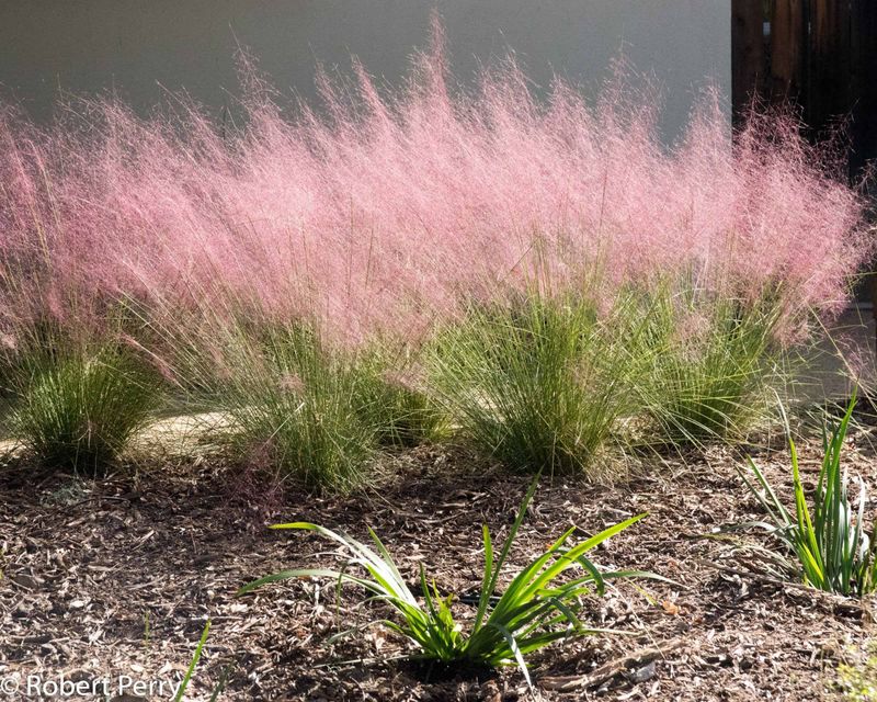 Muhly Grass Keeps Plantings Airy And Sunlit Muhly Grass Keeps Plantings Airy And Sunlit
