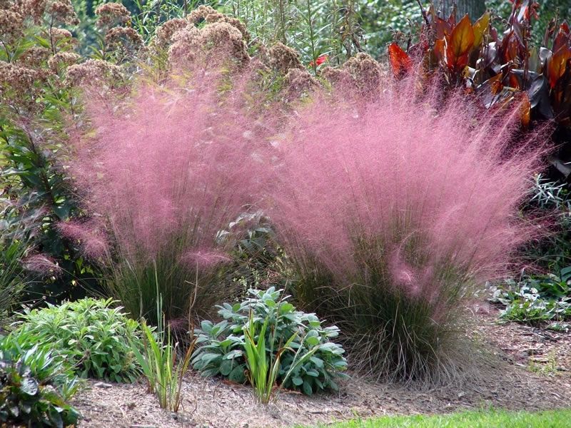 Muhly Grass Keeps Sunny Edges Open For Quick Movement