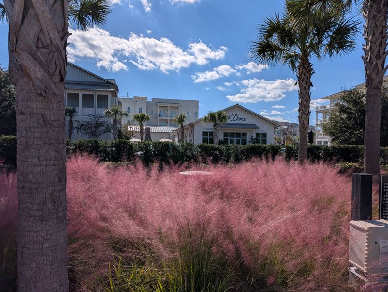 Muhly Grass Keeps Sunny Edges Open Instead Of Tangled Muhly Grass Keeps Sunny Edges Open Instead Of Tangled