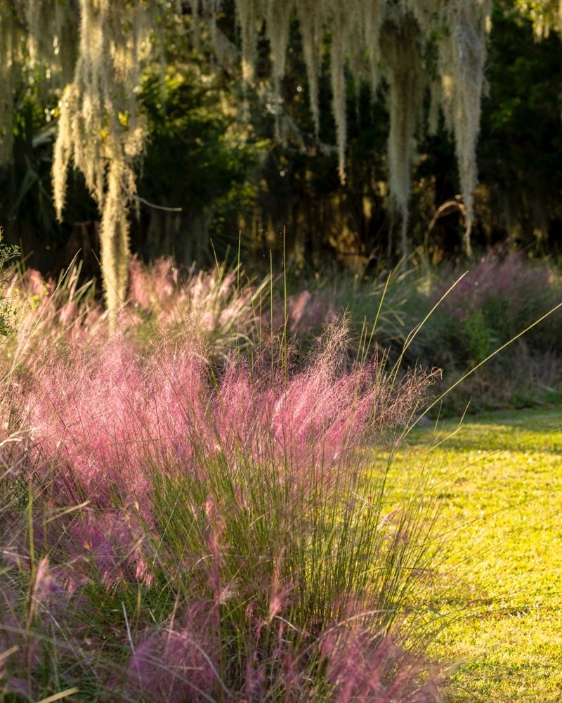 Muhly Grass Keeps Yard Edges Open Enough For Night Hunting Muhly Grass Keeps Yard Edges Open Enough For Night Hunting