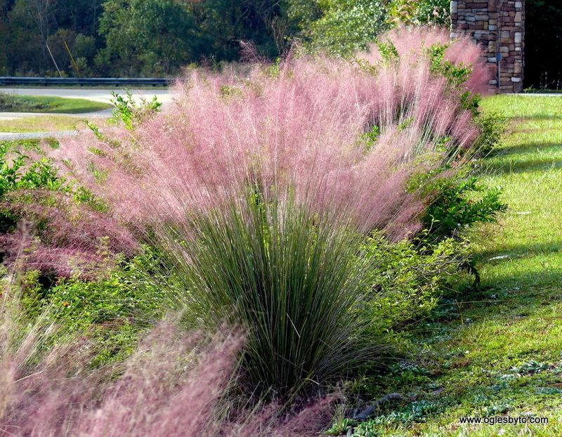 Muhly Grass Makes Sunny Path Edges Look Intentional