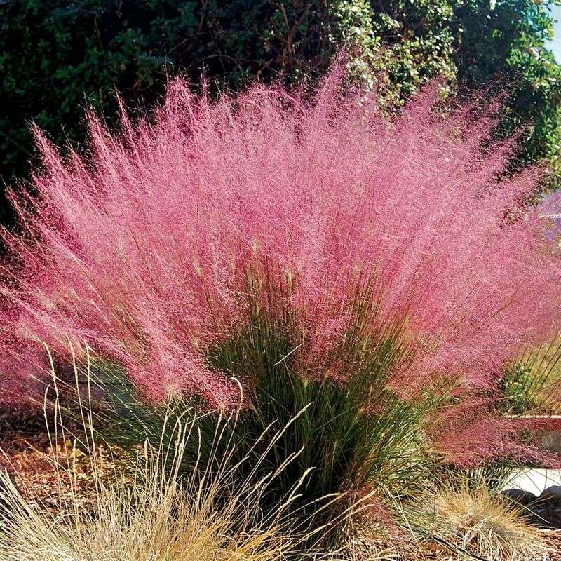 Muhly Grass Regains Its Shape With Simple Cleanup Muhly Grass Regains Its Shape With Simple Cleanup
