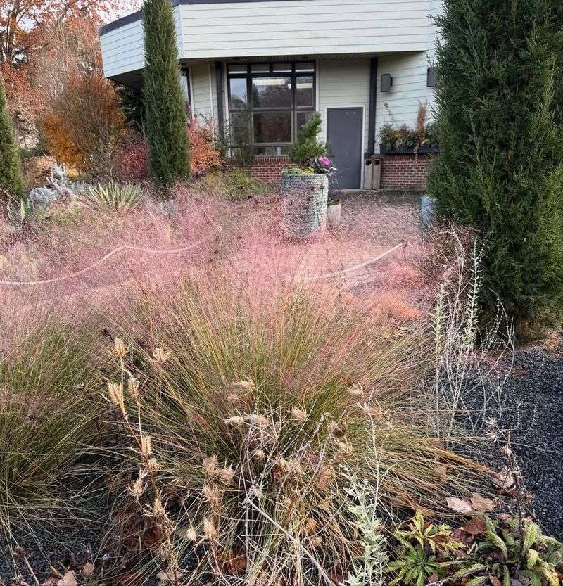 Muhly Grass Softens Edges Without Loose Mulch Mess