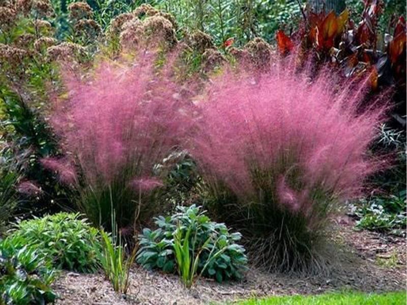 Muhly Grass Softens Tree Borders Without Creating Dense Cover Muhly Grass Softens Tree Borders Without Creating Dense Cover