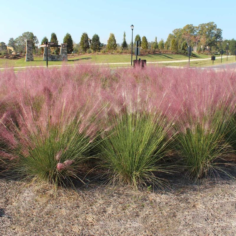 Muhly Grass Turns Simple Borders Into A Design Feature Muhly Grass Turns Simple Borders Into A Design Feature