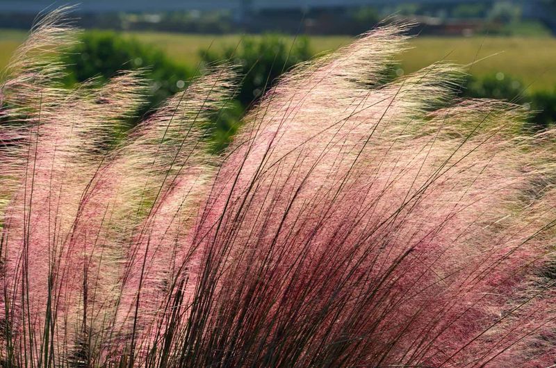 Muhly Grass Works In Sunny Lawn Replacements Muhly Grass Works In Sunny Lawn Replacements