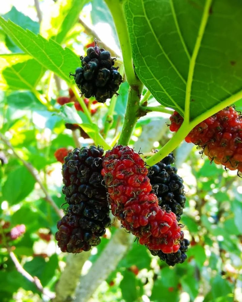 Mulberries Mulberries