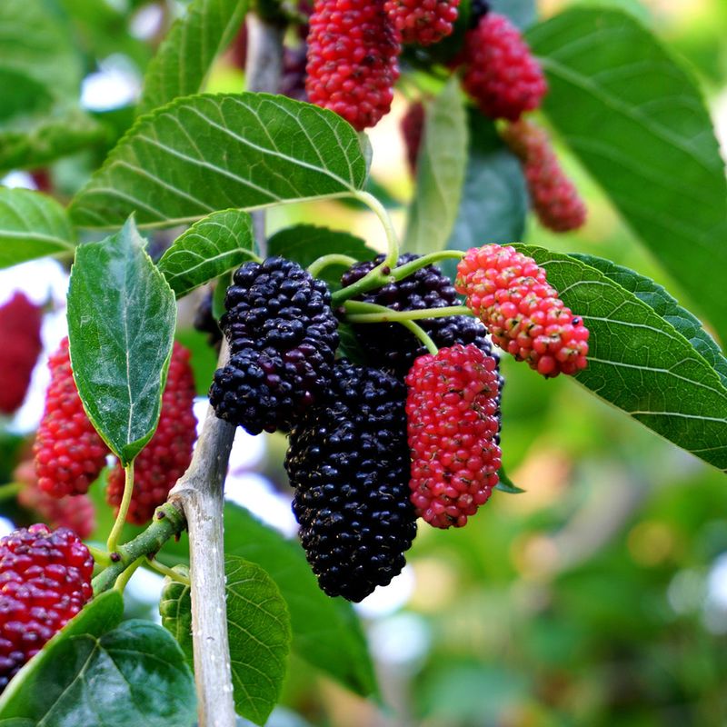 Mulberries Grow Into A Leafy Screen With Easy Summer Fruit Mulberries Grow Into A Leafy Screen With Easy Summer Fruit