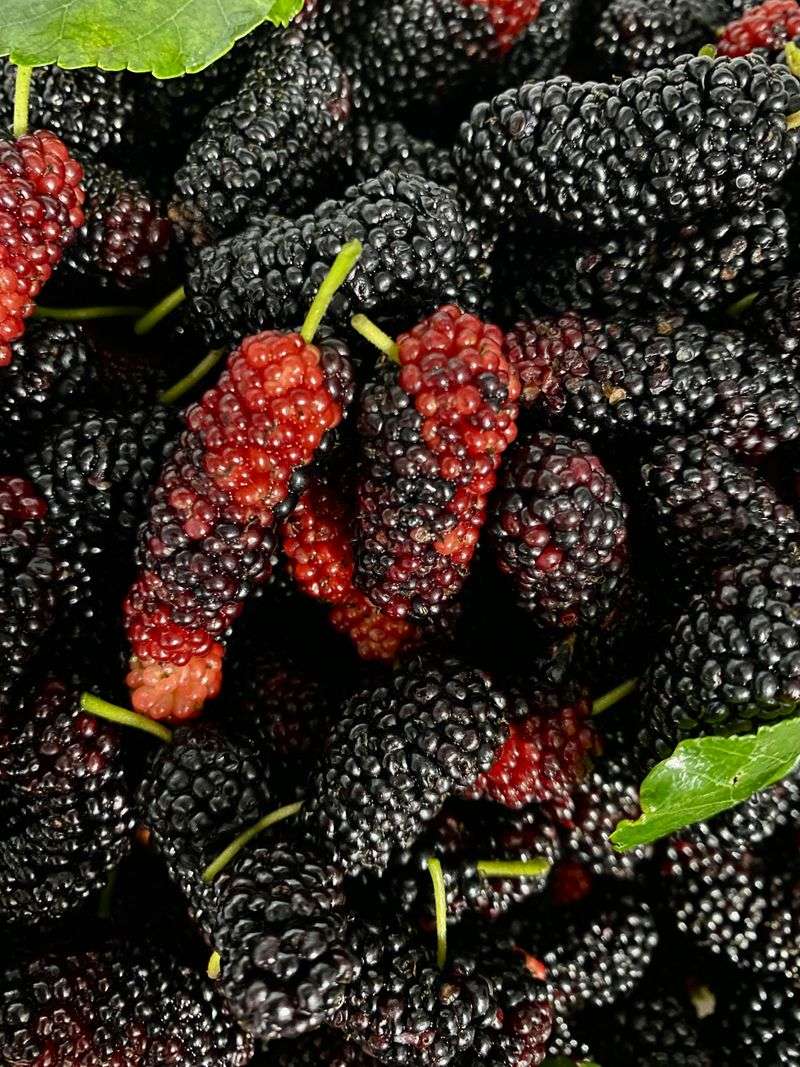 Mulberries Mulberries