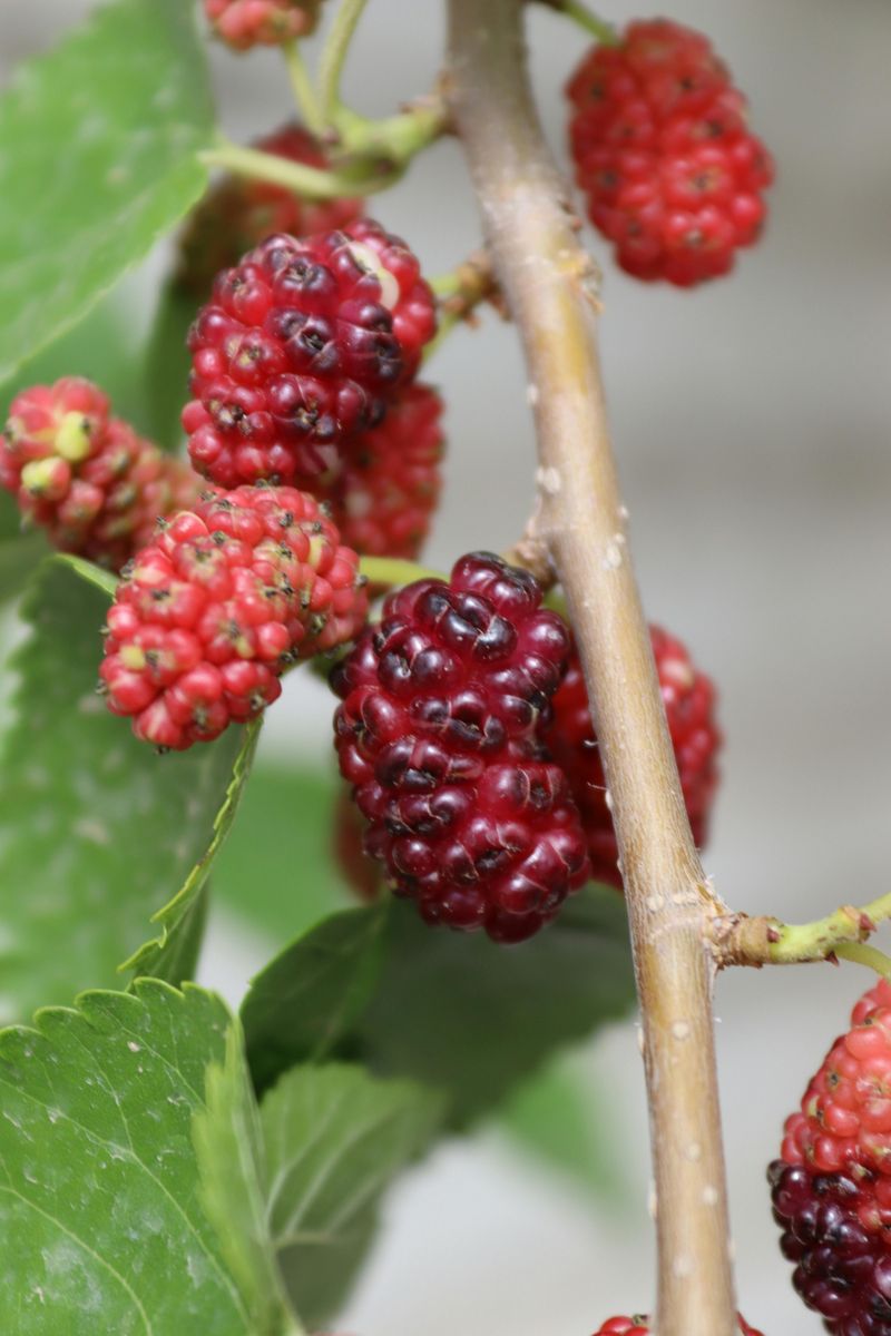 Mulberry