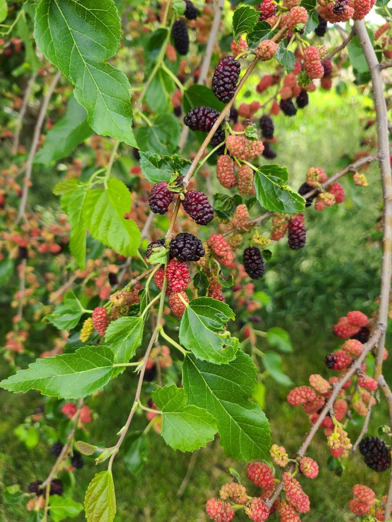 Mulberry Offers Fruit And Shade