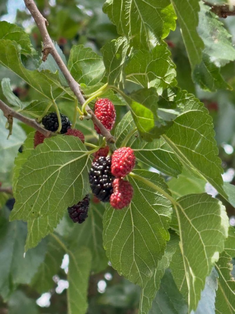 Mulberry Trees Establish Fast In The Right Location Mulberry Trees Establish Fast In The Right Location