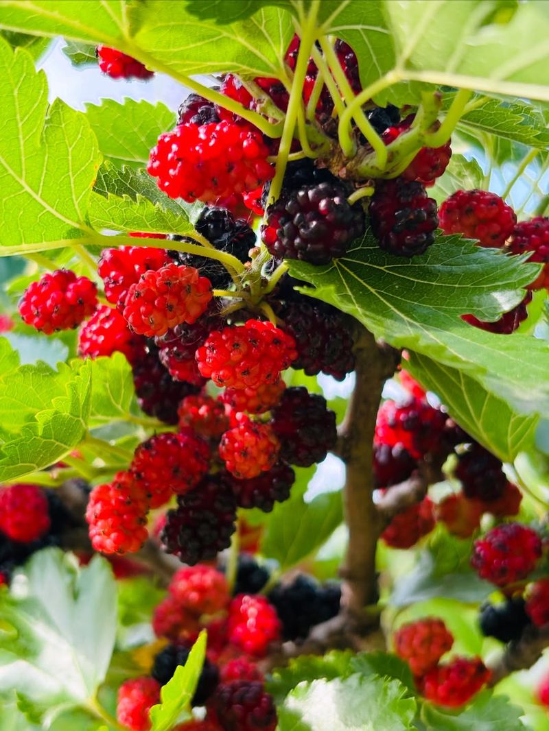 Mulberry Trees Give Fast Shade With A Sweet Payoff Mulberry Trees Give Fast Shade With A Sweet Payoff